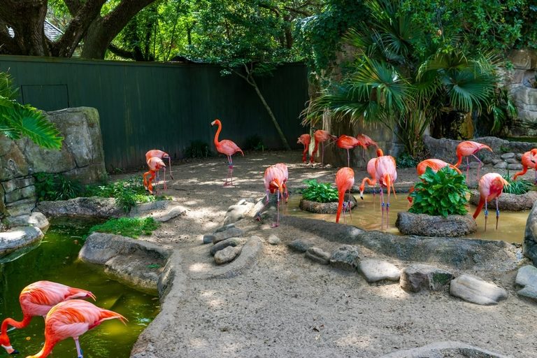 A Day at Audubon Zoo What to See and How to Plan Your Visit - resort hotel in new orleans - plaza suite hotel